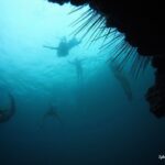 SNORKELING DARWIN BAY